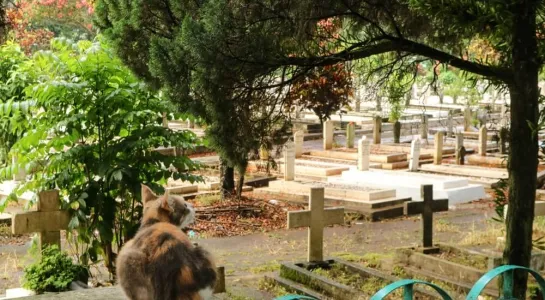 Tipos de cementerios